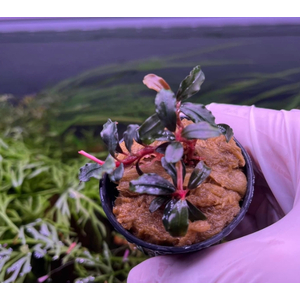 БУЦЕФАЛАНДРА БРАУНИ КАПУАС - bucephalandra kapuas brownie