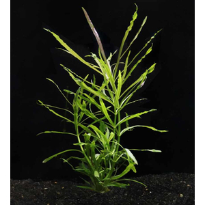 ПОГОСТЕМОН ОКТОПУС - Pogostemon octopusПОГОСТЕМОН ОКТОПУС - Pogostemon octopusПОГОСТЕМОН ОКТОПУС - Pogostemon octopus