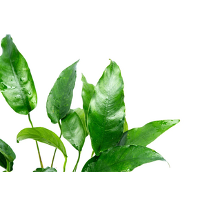 АНУБИАС ОСТРОЛИСТНЫЙ КОРОТКИЙ