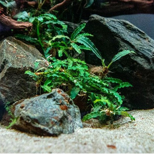 БУЦЕФАЛАНДРА ТИТАН - Bucephalandra Titan