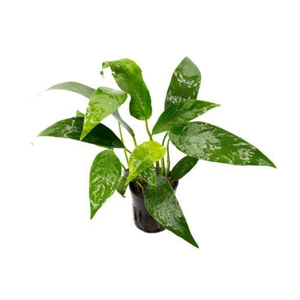 АНУБИАС ЛАНЦЕТОВИДНЫЙ