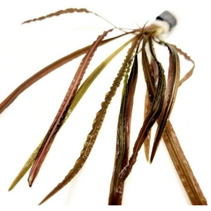 КРИПТОКАРИНА РЕТРОСПИРАЛИС (ОБРАТНОСПИРАЛЬНАЯ)