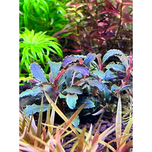 БУЦЕФАЛАНДРА БРАУНИ ФИОЛЕТОВАЯ