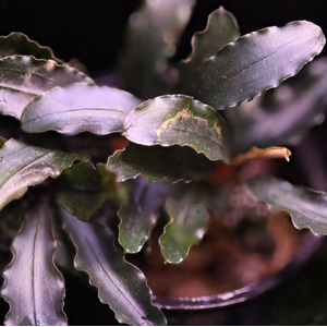 БУЦЕФАЛАНДРА АРТЕМИС - Bucephalandra Artemis