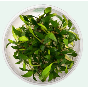КРИПТОКОРИНА ЛЮТЕЯ - Cryptocoryne lutea