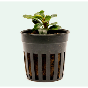 БУЦЕФАЛАНДРА ЯБЛОЧНЫЙ ЛИСТ - Bucephalandra apple leafБУЦЕФАЛАНДРА ЯБЛОЧНЫЙ ЛИСТ - Bucephalandra apple leafБУЦЕФАЛАНДРА ЯБЛОЧНЫЙ ЛИСТ - Bucephalandra apple leaf