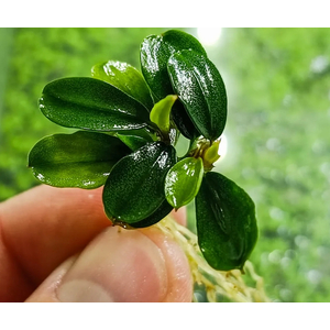 БУЦЕФАЛАНДРА ЯБЛОЧНЫЙ ЛИСТ - Bucephalandra apple leafБУЦЕФАЛАНДРА ЯБЛОЧНЫЙ ЛИСТ - Bucephalandra apple leaf