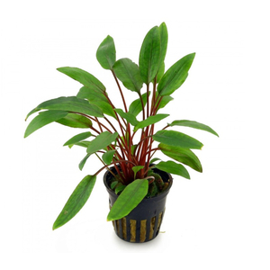 КРИПТОКОРИНА БЕККЕТТИ - Cryptocoryne beckettii