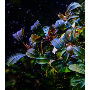 БУЦЕФАЛАНДРА МИНИ ЧЕРНЫЙ КОВЕР