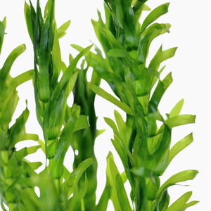 ЭЛОДЕЯ ДЕНСА - Elodea densa