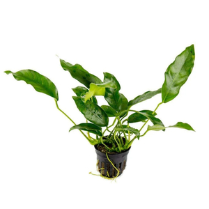 АНУБИАС КОРОТКИЙ ОСТРОЛИСТНЫЙ