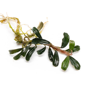 БУЦЕФАЛАНДРА ГРАППА КРАСНАЯ МИНИ - Bucephalandra 'Grappa Red Mini'