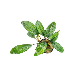 БУЦЕФАЛАНДРА ЗЕЛЕНАЯ БРОАД ЛИФ