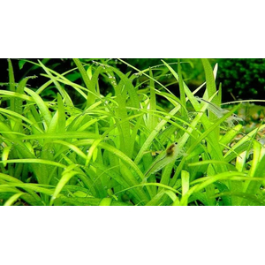 ЭХИНОДОРУС НЕЖНЫЙ - Echinodorus tenellus