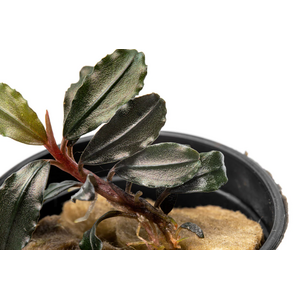 БУЦЕФАЛАНДРА БРАУНИ КАПУАС - bucephalandra kapuas brownie