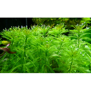 ПЕРИСТОЛИСТНИК - Myriophyllum sp.