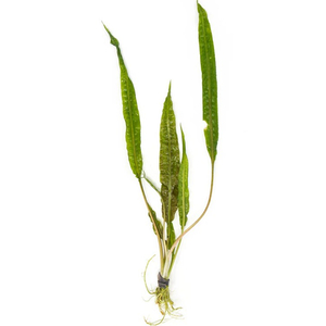 КРИПТОКОРИНА АССОРТИ