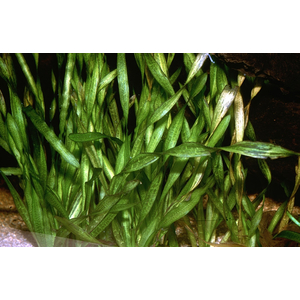 ВАЛЛИСНЕРИЯ СПИРАЛЬНАЯ - Vallisneria spiralisВАЛЛИСНЕРИЯ СПИРАЛЬНАЯ - Vallisneria spiralisВАЛЛИСНЕРИЯ СПИРАЛЬНАЯ - Vallisneria spiralis