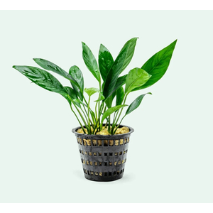 АНУБИАС КОНГО