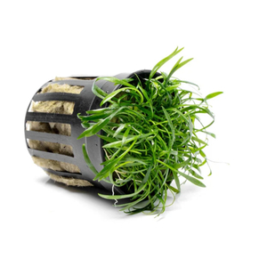 КРИПТОКОРИНА ПАРВА - Сryptocoryne parva