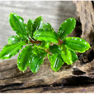 Растение на коряге БУЦЕФАЛАНДРА ЗЕЛЕНАЯ ВОЛНА