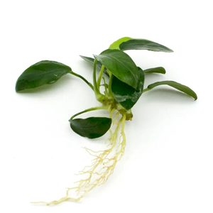 АНУБИАС НАНА ПАКСИНГ КОМПАКТ