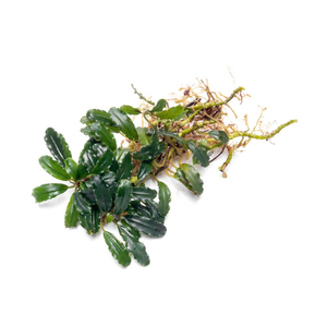 БУЦЕФАЛАНДРА ТИТАН - Bucephalandra Titan