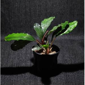 БУЦЕФАЛАНДРА ЗЕЛЕНАЯ БРОАД ЛИФ