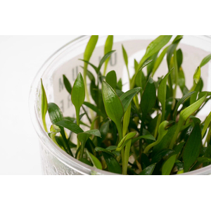 КРИПТОКОРИНА ЛЮТЕЯ - Cryptocoryne lutea