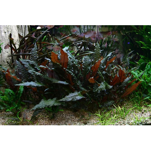 КРИПТОКОРИНА МИ ОЙЯ - Cryptocoryne wendtii Ми Oya