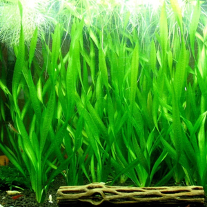 ВАЛЛИСНЕРИЯ СПИРАЛЬНАЯ - Vallisneria spiralis