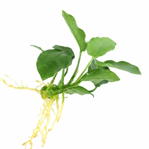 АНУБИАС КОРОТКИЙ ОСТРОЛИСТНЫЙ