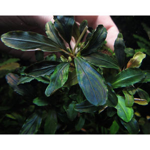 БУЦЕФАЛАНДРА ЦЕННАЯ - Bucephalandra Cherish