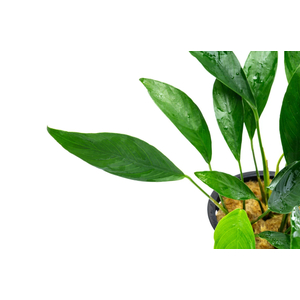 АНУБИАС КОНГО