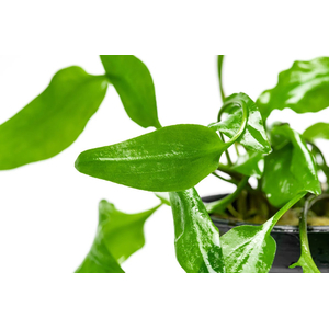 КРИПТОКОРИНА ВАЛЛИСИ - Cryptocoryne wallisiiКРИПТОКОРИНА ВАЛЛИСИ - Cryptocoryne wallisiiКРИПТОКОРИНА ВАЛЛИСИ - Cryptocoryne wallisii