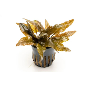 КРИПТОКОРИНА ТРОПИКА - Cryptocoryne Tropica
