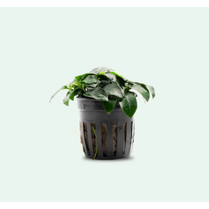 АНУБИАС БАРТЕРИ НАНА ПЕТИТ