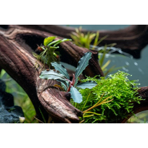 БУЦЕФАЛАНДРА БРАУНИ ФИОЛЕТОВАЯ