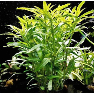 ПОГОСТЕМОН ОКТОПУС - Pogostemon octopus