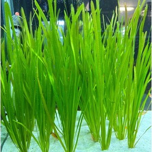 ВАЛЛИСНЕРИЯ - Vallisneria