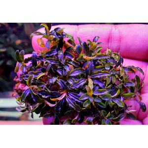 БУЦЕФАЛАНДРА МИНИ ЧЕРНЫЙ КОВЕР