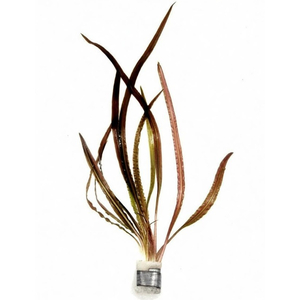 КРИПТОКАРИНА РЕТРОСПИРАЛИС (ОБРАТНОСПИРАЛЬНАЯ)