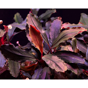 БУЦЕФАЛАНДРА БРАУНИ КАПУАС - bucephalandra kapuas brownie