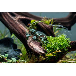 БУЦЕФАЛАНДРА ГРАППА КРАСНАЯ МИНИ - Bucephalandra 'Grappa Red Mini'