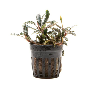 БУЦЕФАЛАНДРА ТИТАН - Bucephalandra Titan