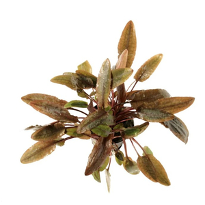 КРИПТОКОРИНА ВЕНДТА КОРИЧНЕВАЯ