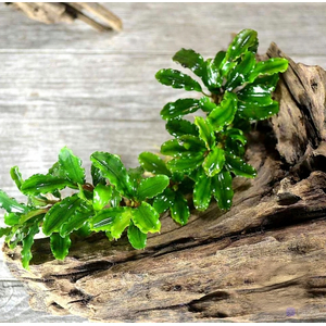 Растение на коряге БУЦЕФАЛАНДРА ЗЕЛЕНАЯ ВОЛНА