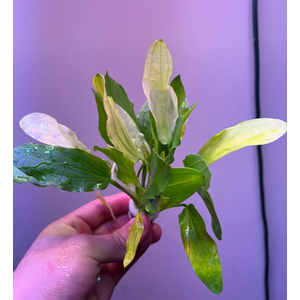 ЭХИНОДОРУС УРУГВАЙСКИЙ ТРИКОЛОР