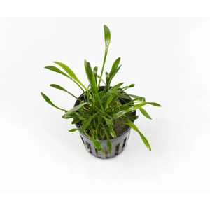 КРИПТОКОРИНА ПАРВА - Сryptocoryne parva