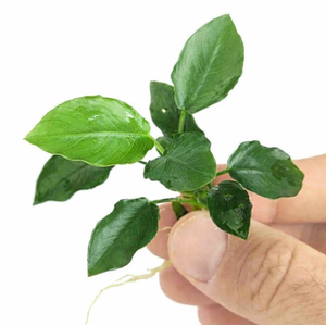 АНУБИАС КОРОТКИЙ ОСТРОЛИСТНЫЙ